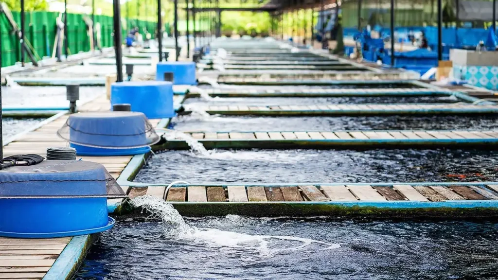 aquaculture farm