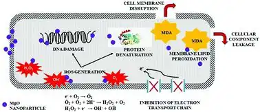 Antibacterial ability of nano magnesium oxide