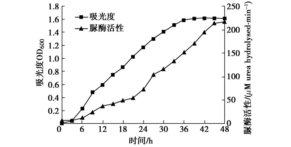 Fig. 1 Growth curve of bacterium and curve of urease activity