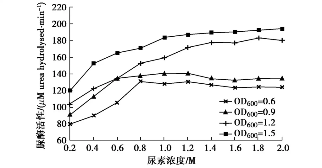 Fig. 3 Effect of urea concentration on urease activity