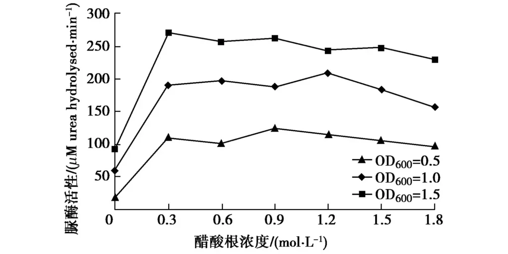 Fig. 5 Effect of acetate concentration on urease activity