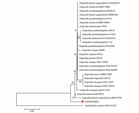 NJ-system phylogenetic tree based on ITS sequence