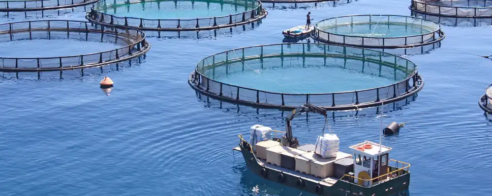 Application of magnesium oxide in aquaculture