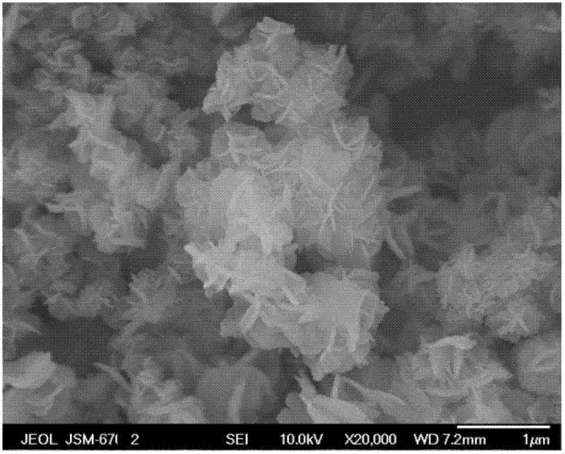 SEM electron microscope image of the flower-like magnesium oxide nanostructure material prepared in Example 1.