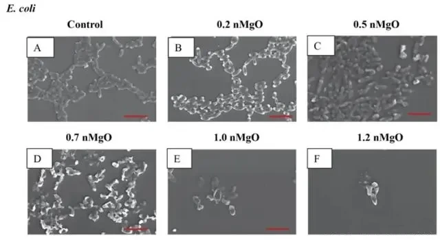 SEM image of E. coli cultured in 0~2.0mgmL n-MgO for 24 hours