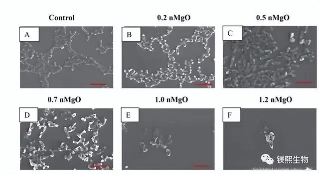 Preparation and application of petal shaped and sector shaped magnesium oxide