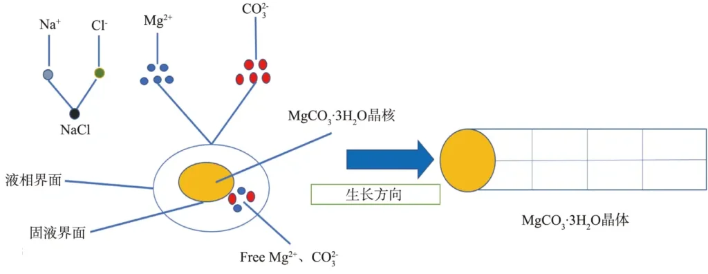 Fig.10 Diagram of MgCO3·3H2O crystal growth under MgCl2·6H2O-Na2CO3 system