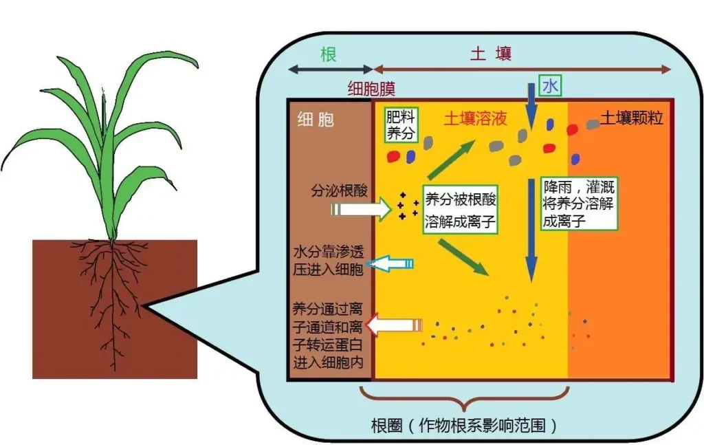 Citrate-Soluble Fertilizers Citrate-Soluble Fertilizers