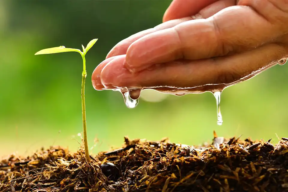 Water-Soluble Fertilizers Water-Soluble Fertilizers