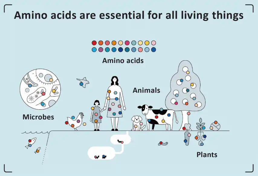 amino acids amino acids