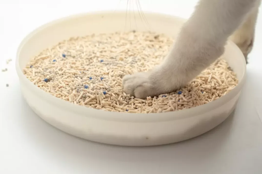 cat litter