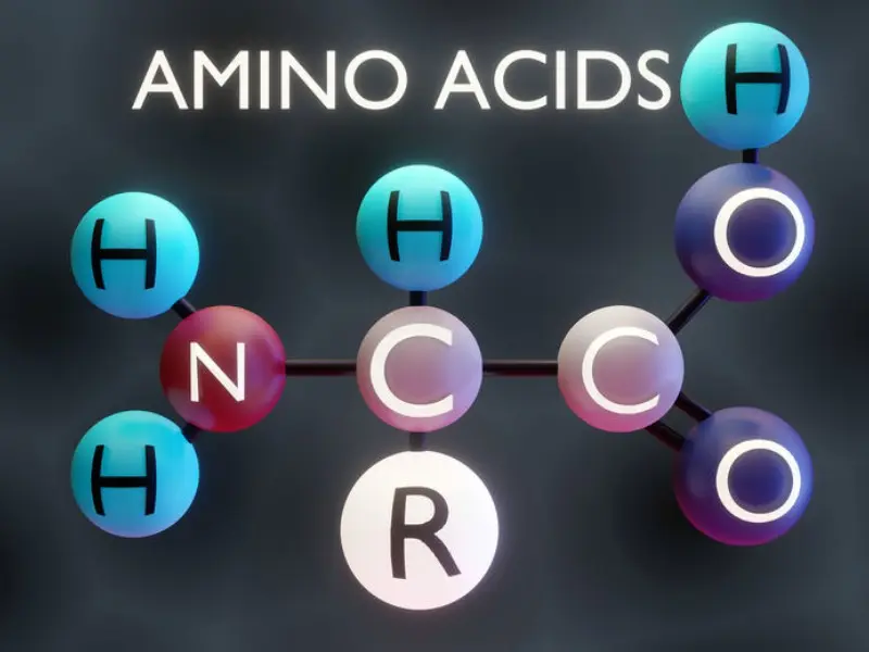 Amino Acids