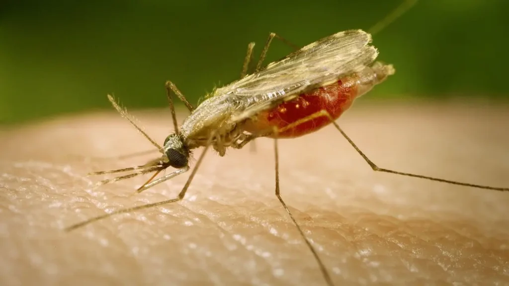 Malaria Prevention