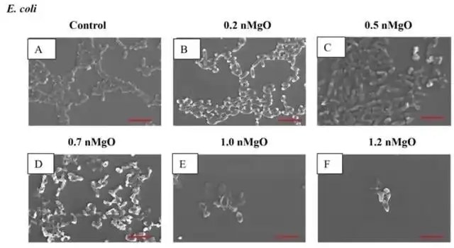 SEM image of E. coli cultured in 0–2.0 mg mL n-MgO for 24 hours