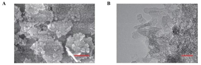 SEM images of nano-MgO