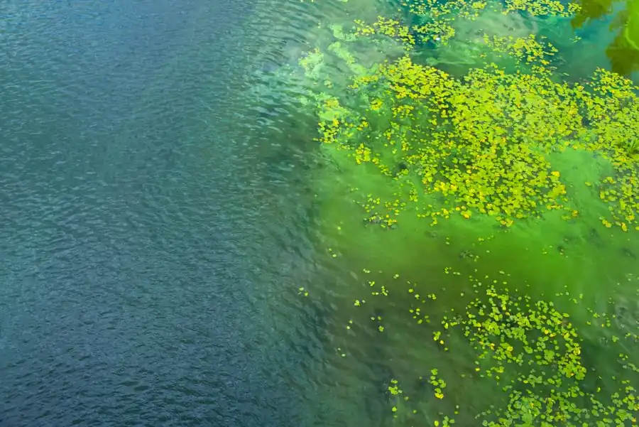 water eutrophication