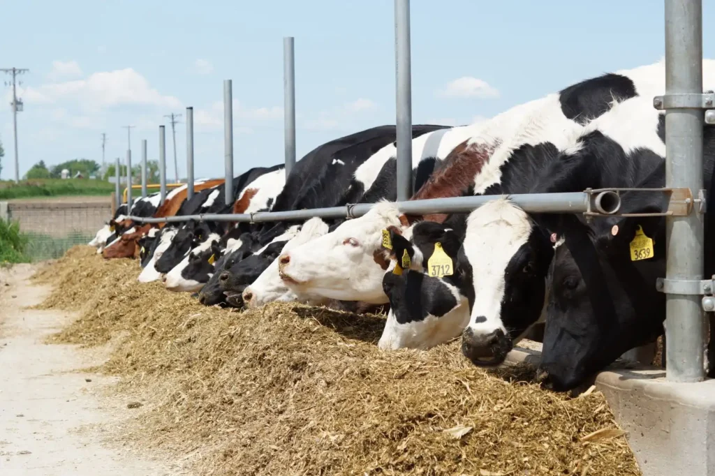 Animal Nutrition Animal Nutrition