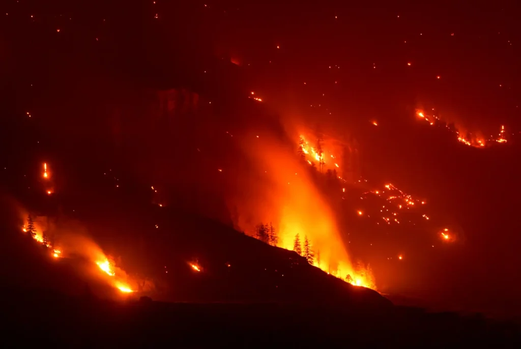 Forest Fire