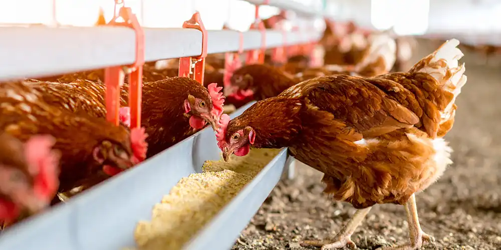 Laying Hen Feed Laying Hen Feed
